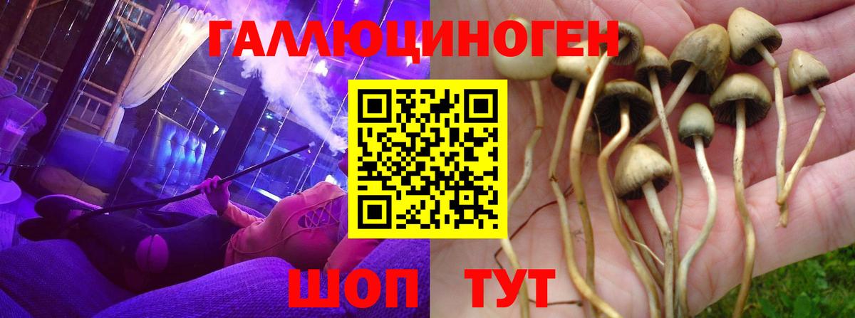 Галлюциногенные грибы Cubensis Абинск